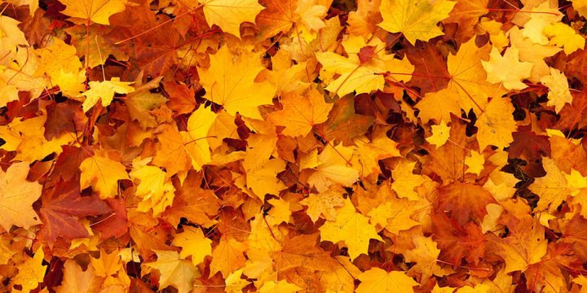 EL OTOÑO DE MI VIDA